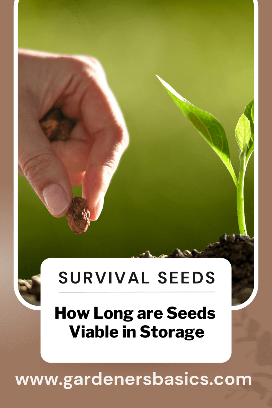 how long are seeds viable