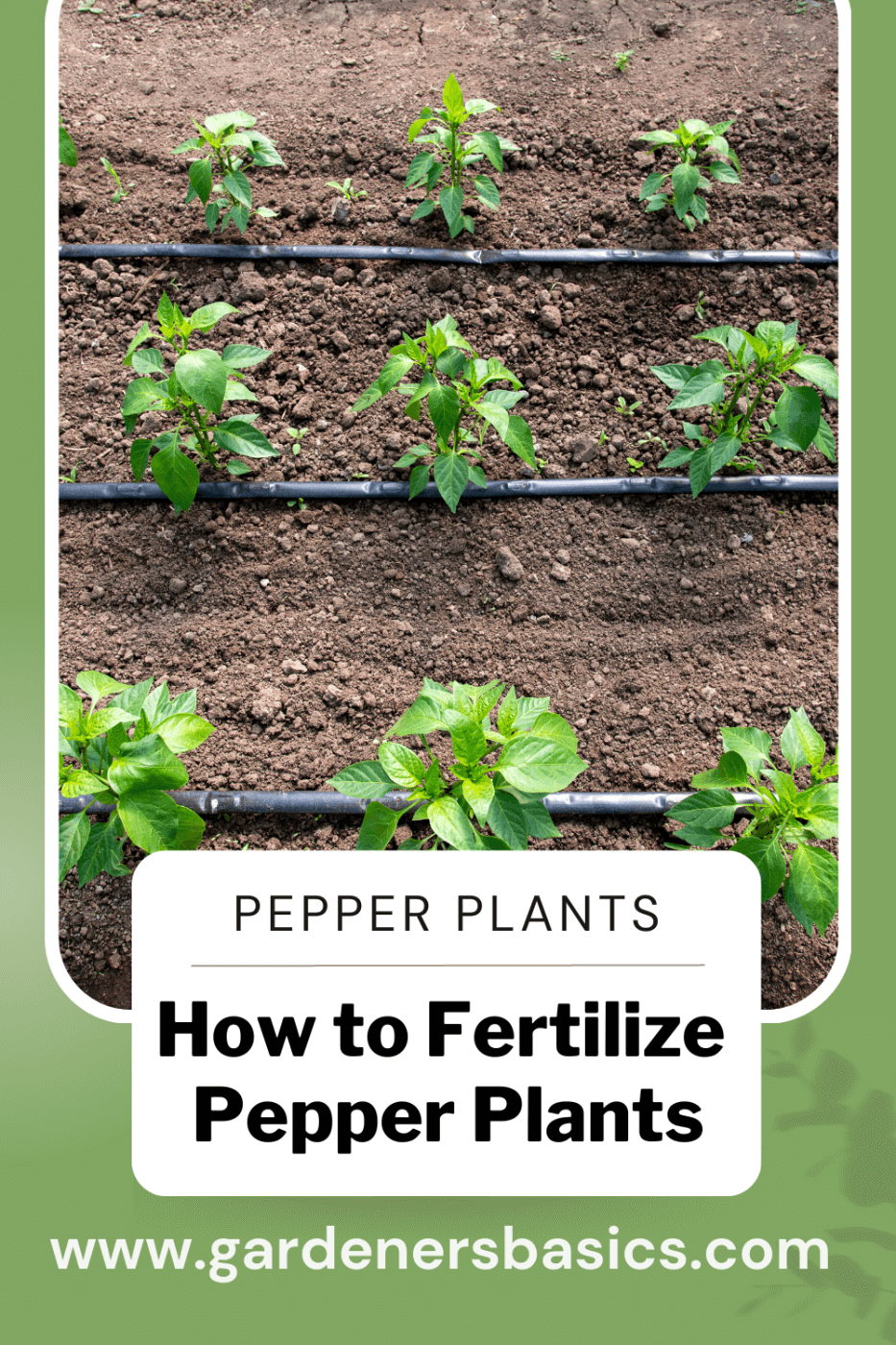 How To Fertilize Pepper Plants
