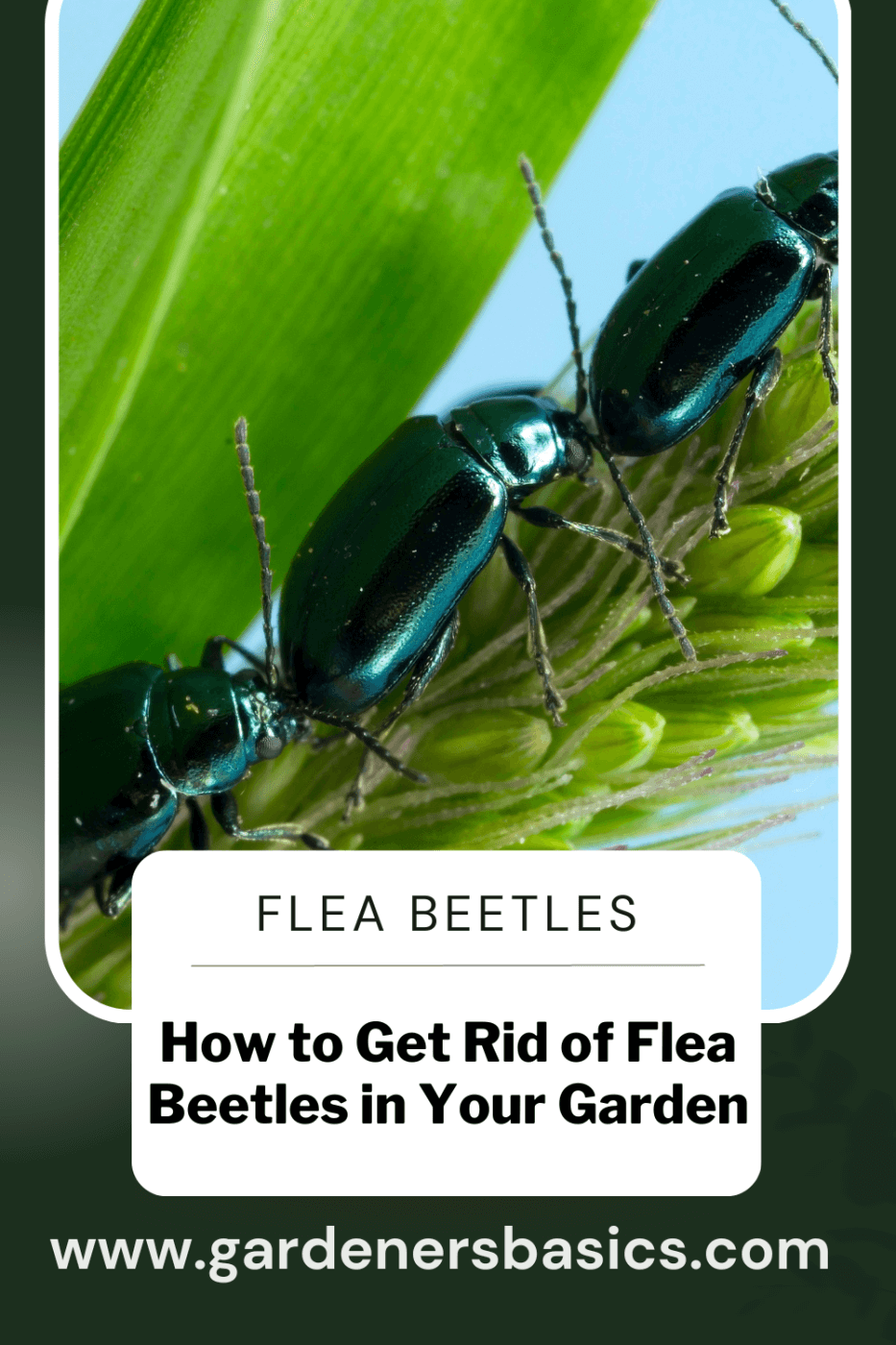 get rid of flea beetles