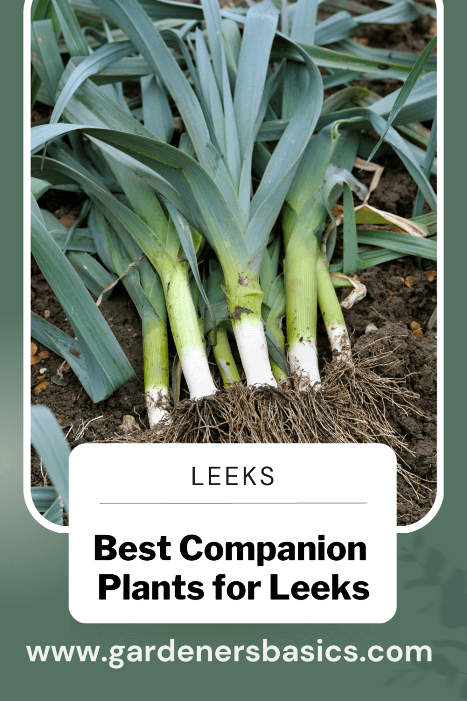 best leek companion plants