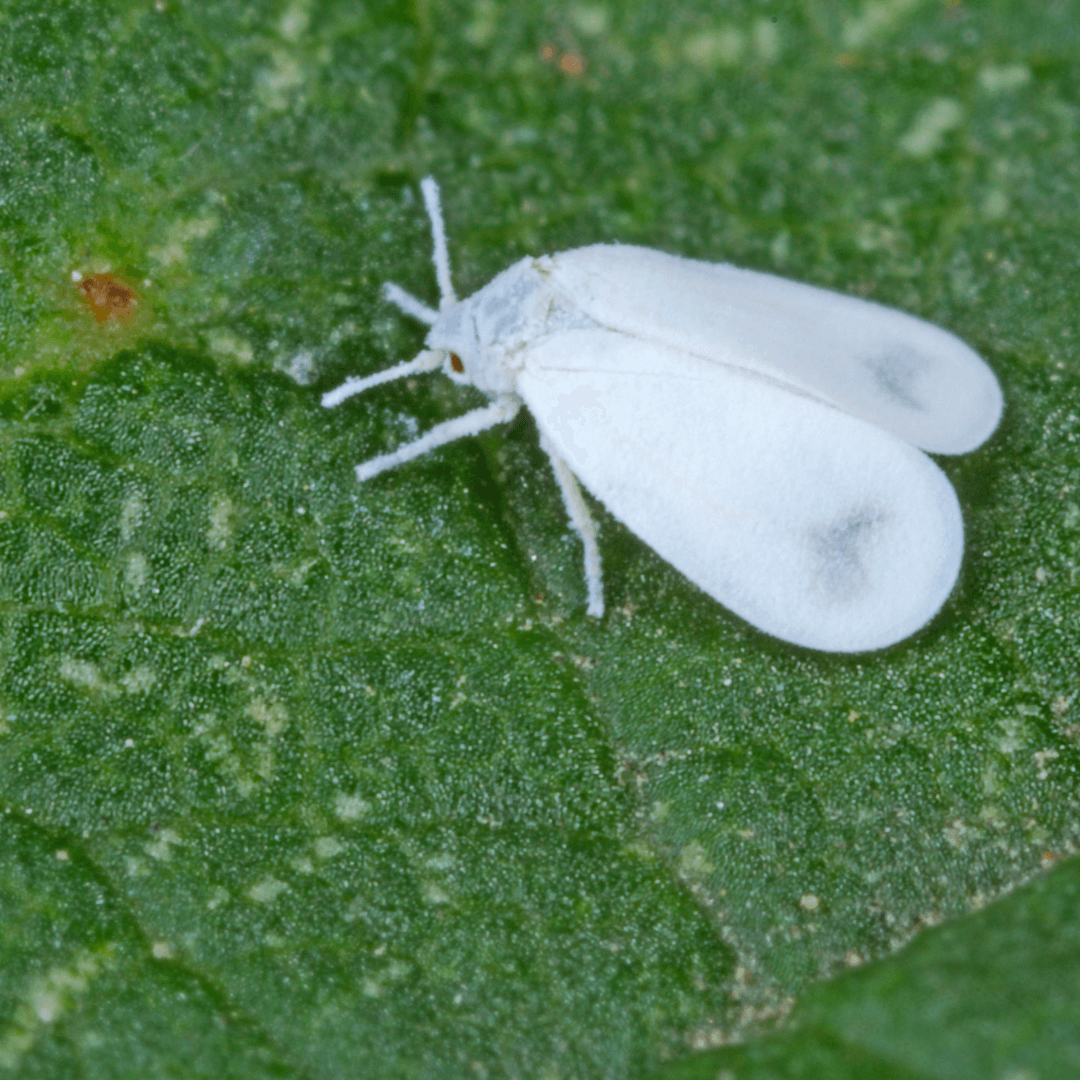 how to get rid of whitefly pests