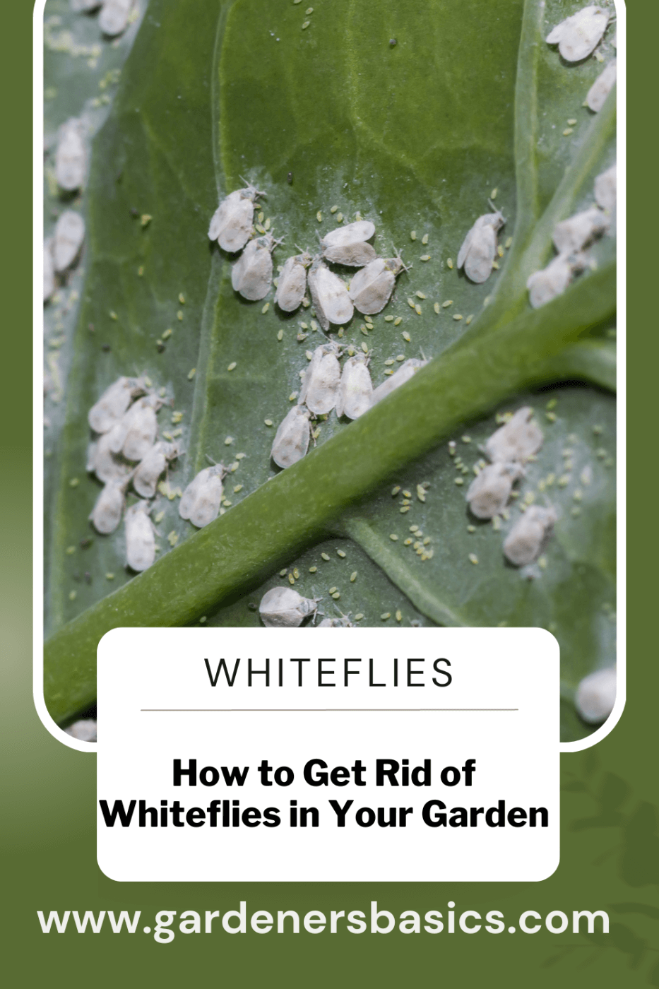 how to get rid of whiteflies in your garden