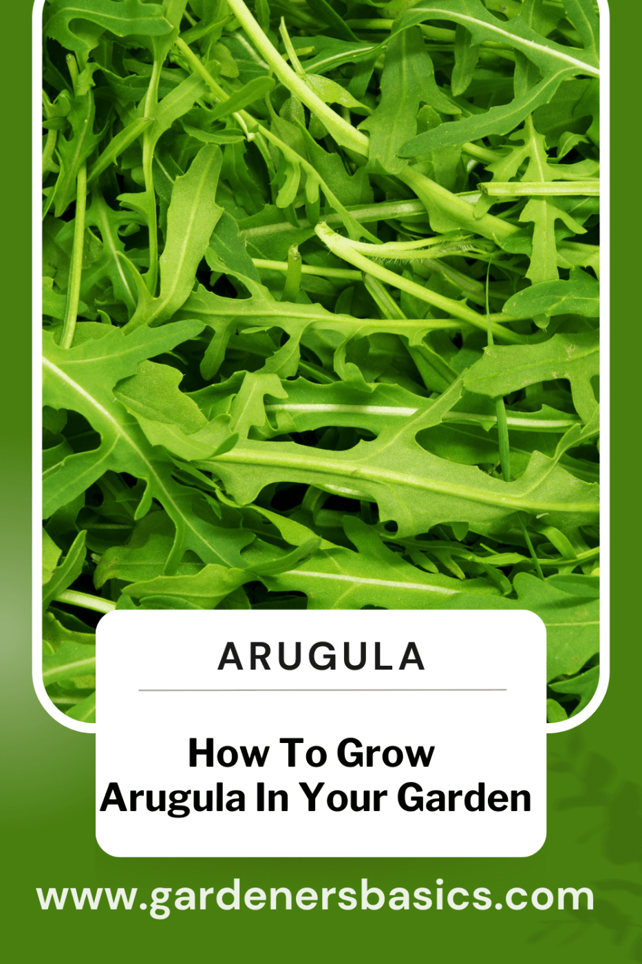 how to grow arugula from seed