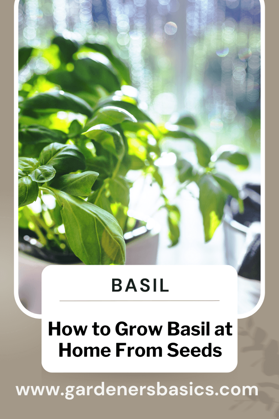 How to grow basil from seeds