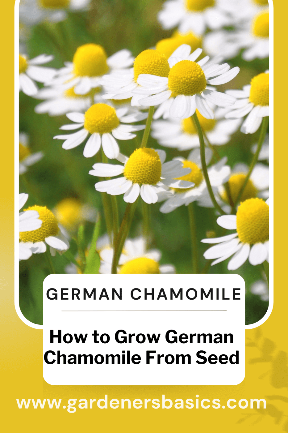 How to grow german chamomile from seed