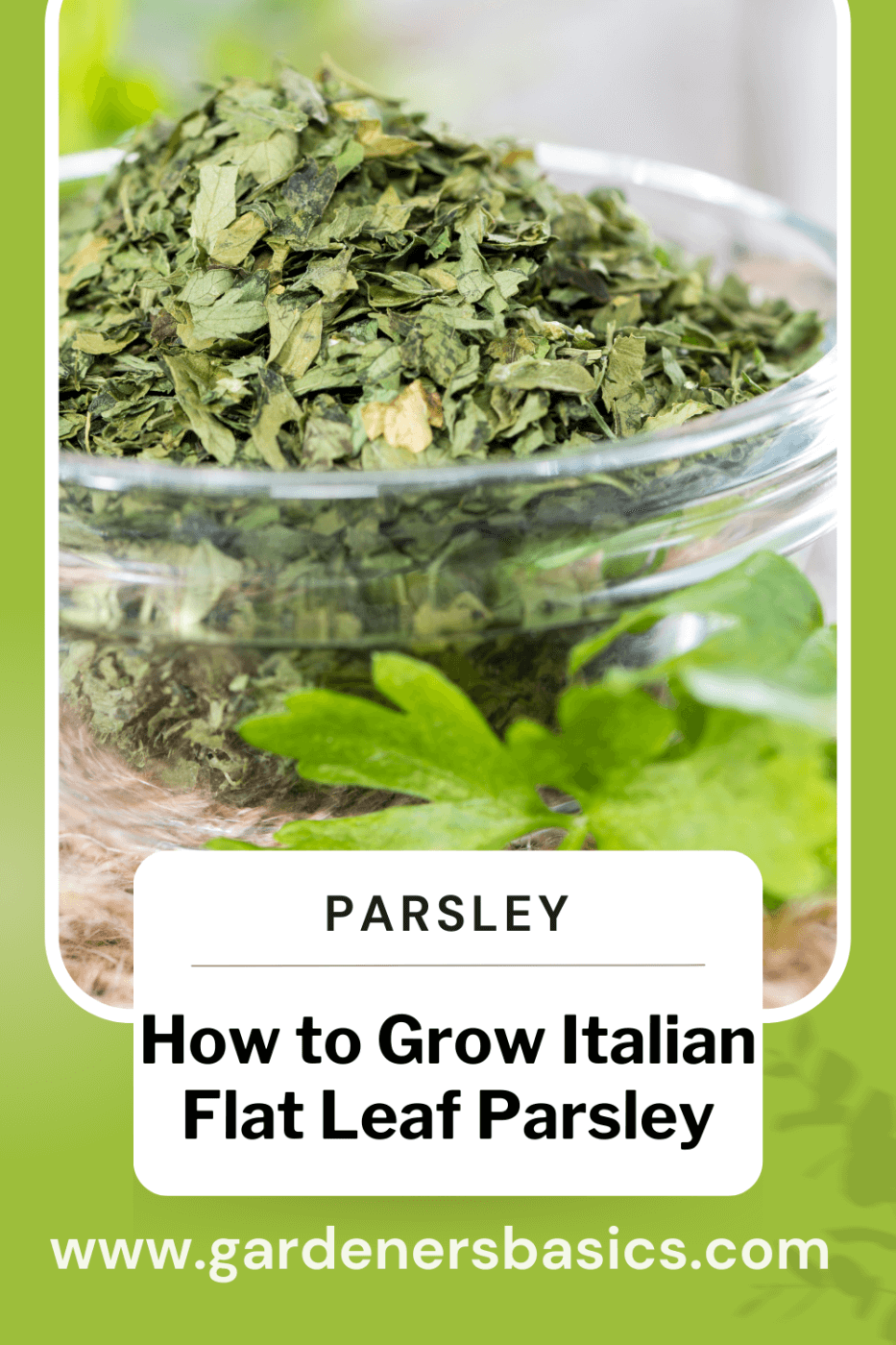 How to Grow Italian Flat Leaf Parsley