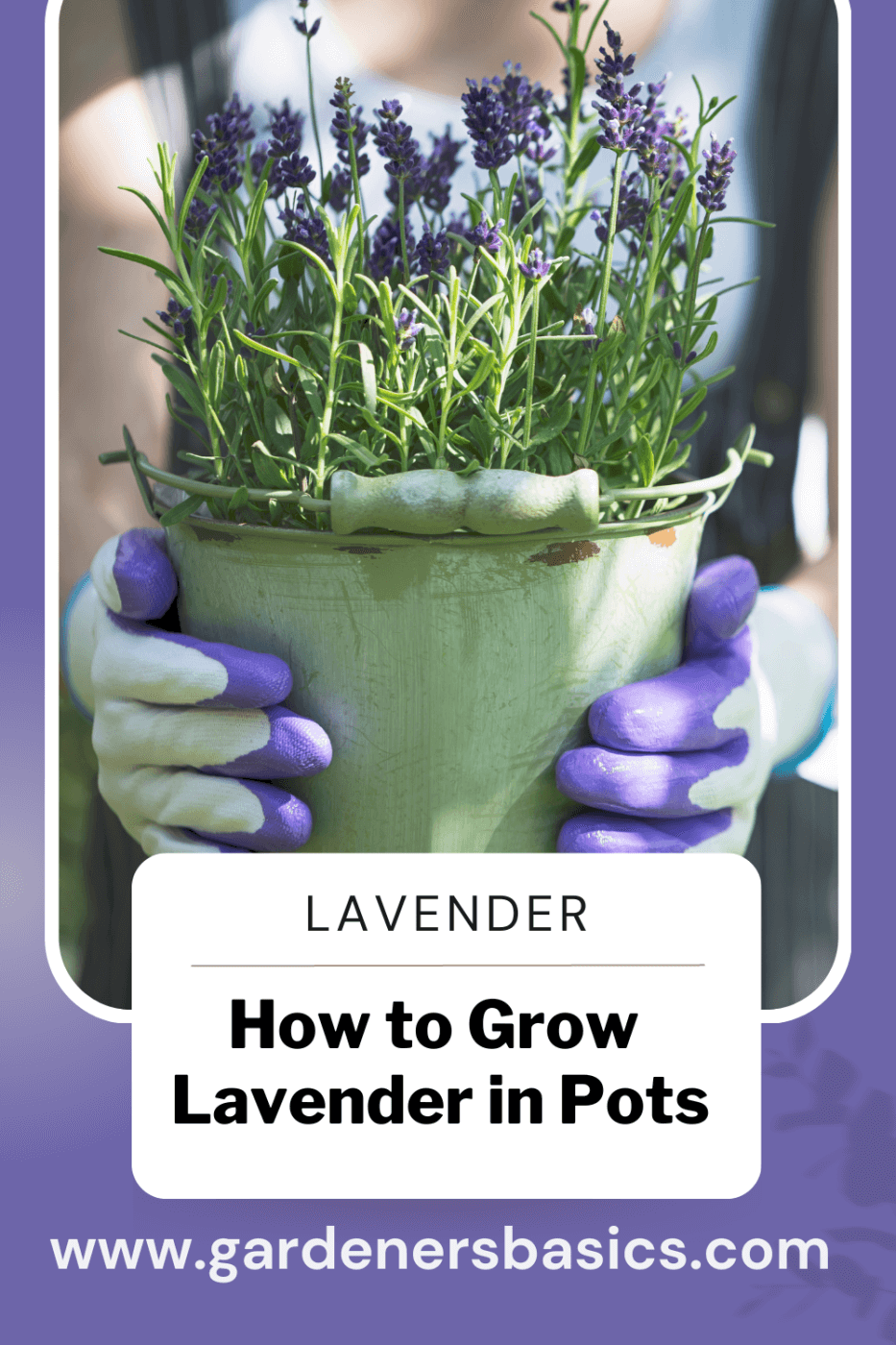 Grow Lavender in Pots
