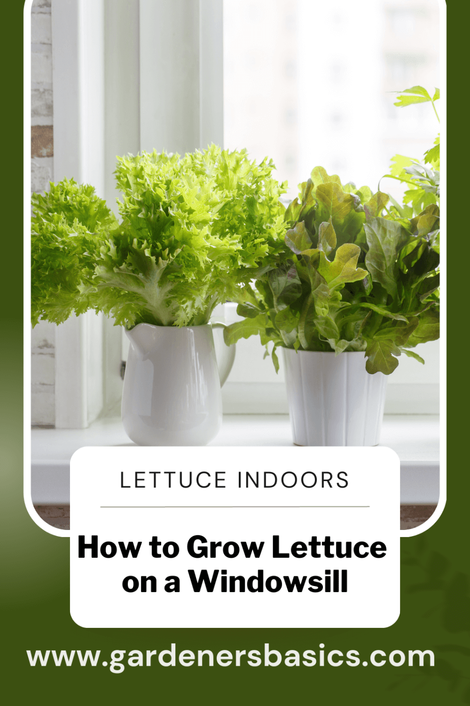 how to grow lettuce inside