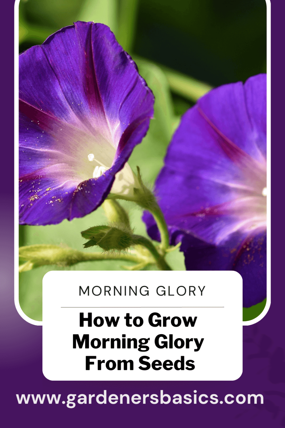 Morning Glory Seeds