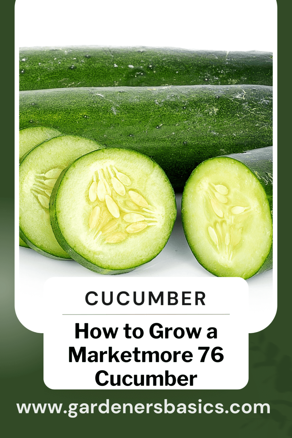 how to grow marketmore 76 cucumbers