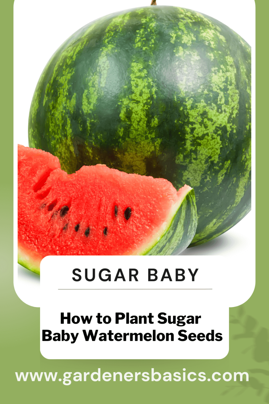how to plant sugar baby watermelon seeds