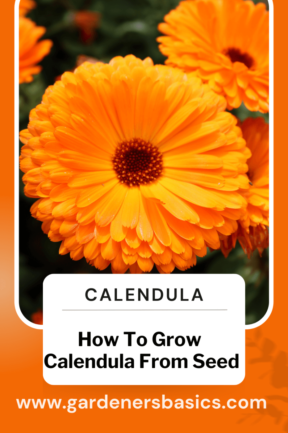 How to grow calendula from seed