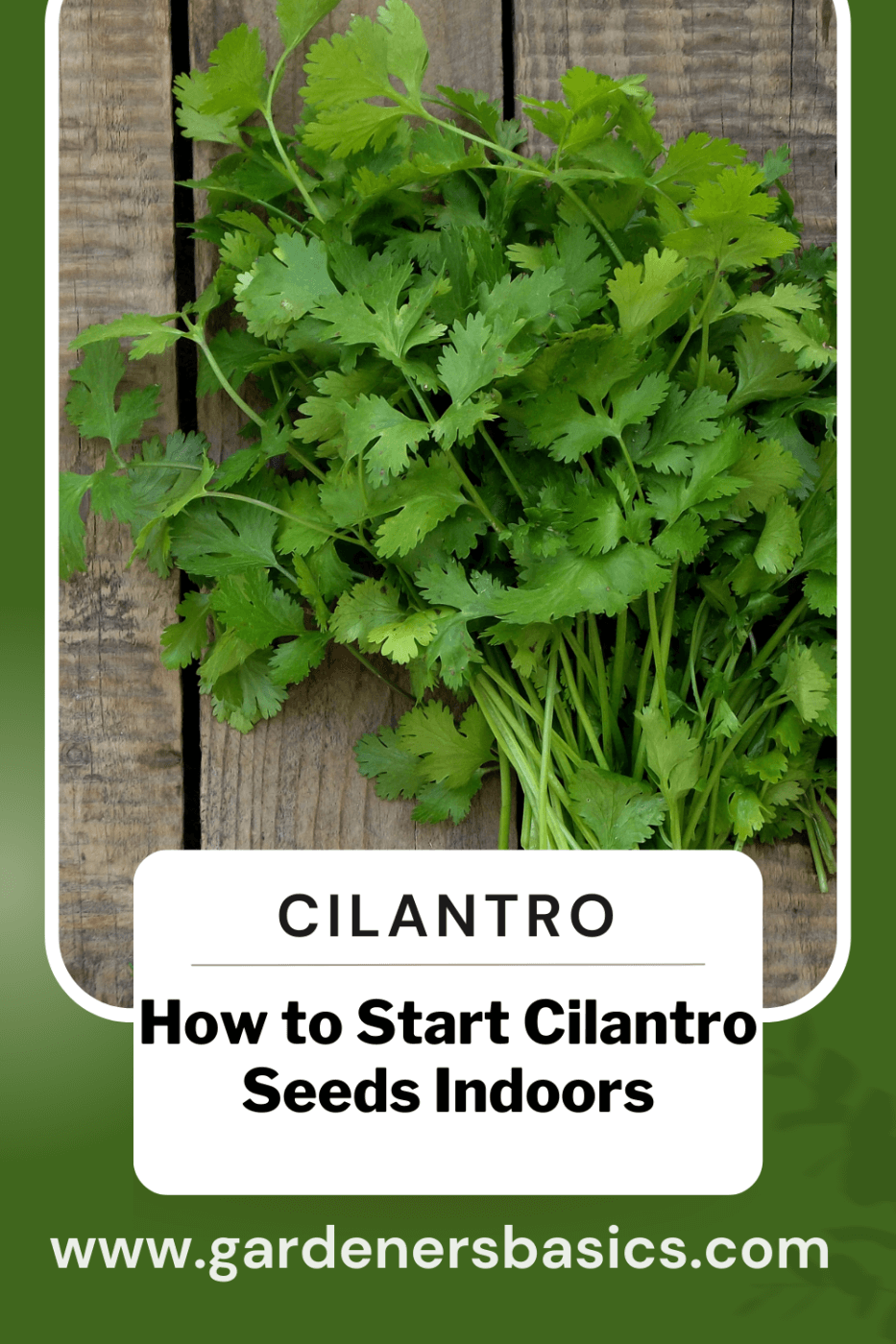how to grow cilantro seeds indoors