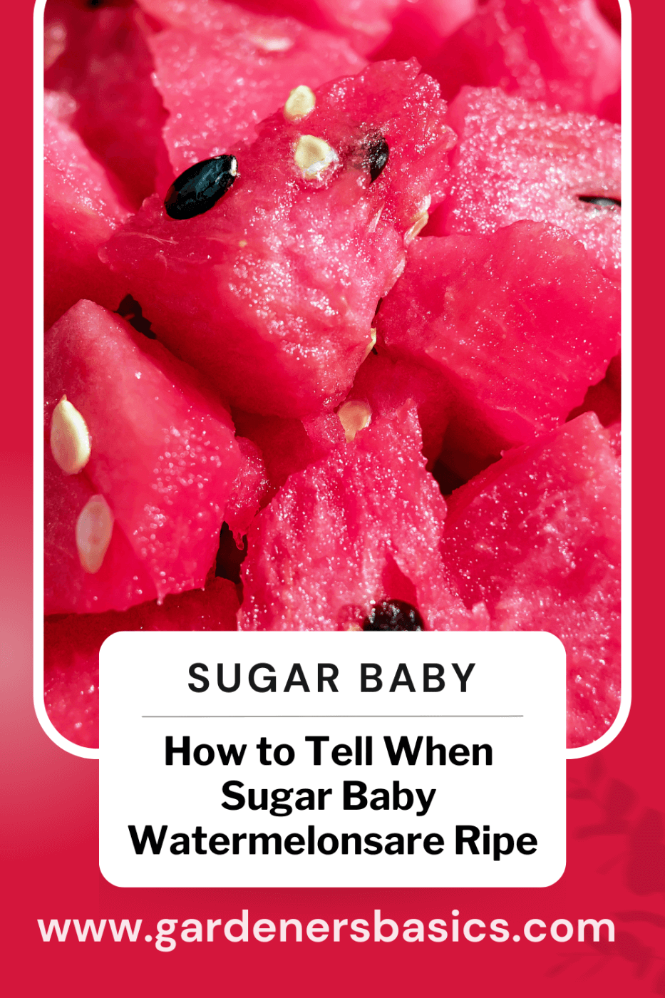 How to Tell When Sugar Baby Watermelons are Ripe