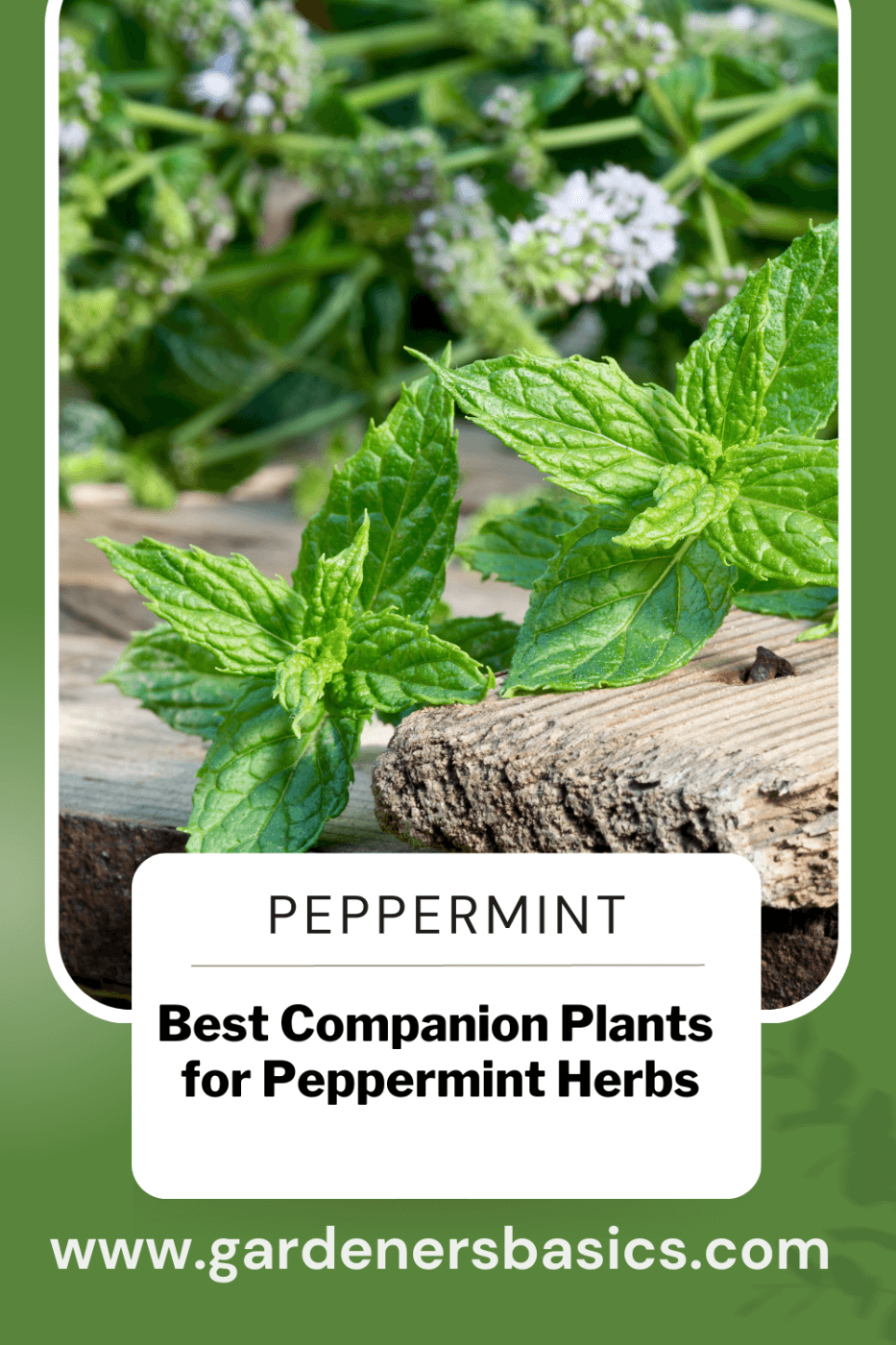 companion planting peppermint
