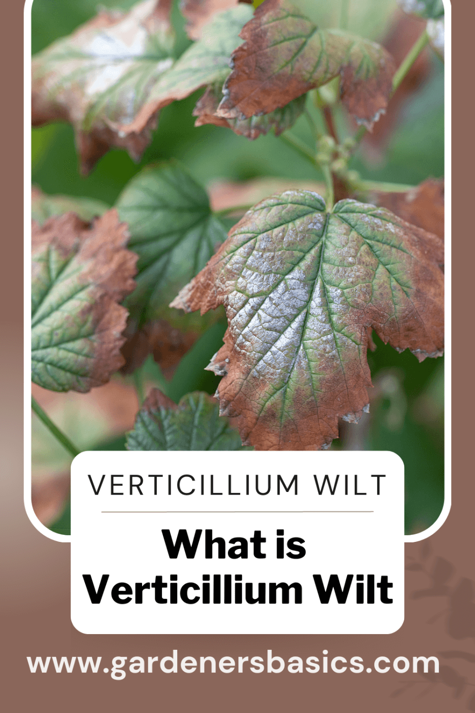 Verticillium Wilt