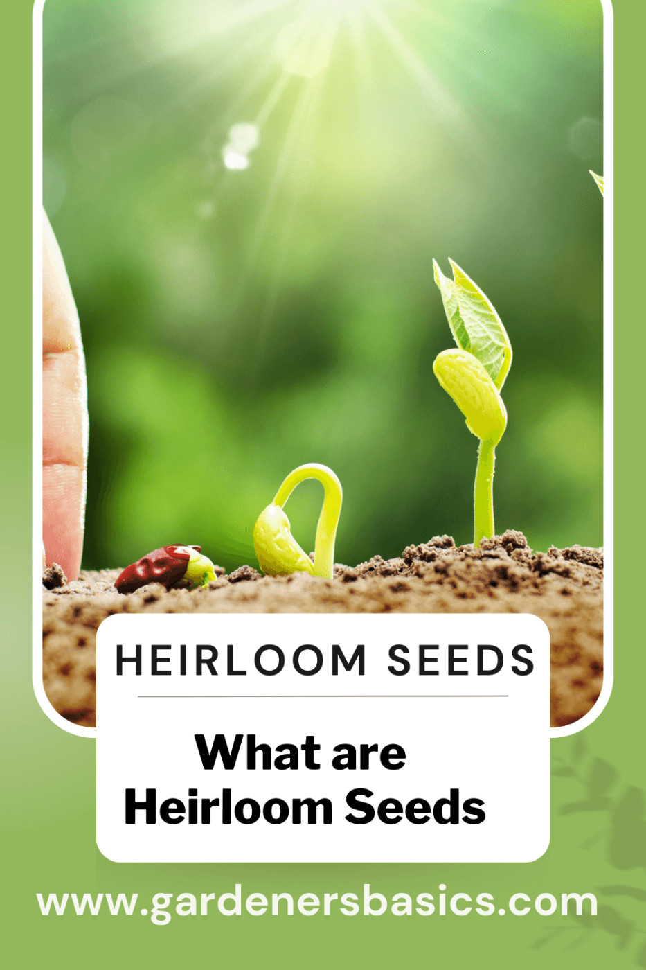 What are heirloom seeds