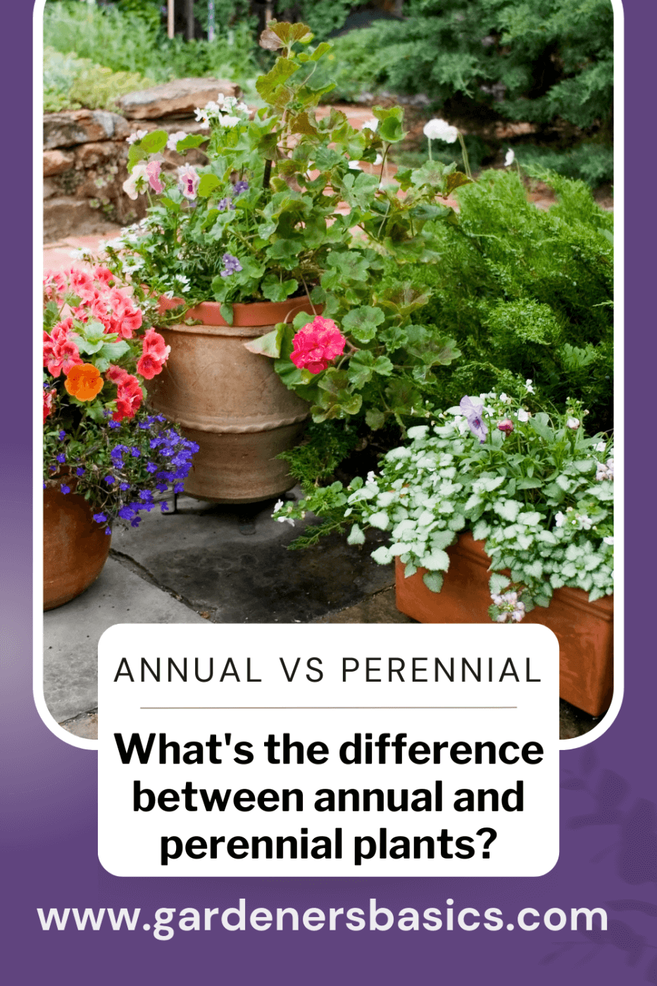 annual vs perennial plants