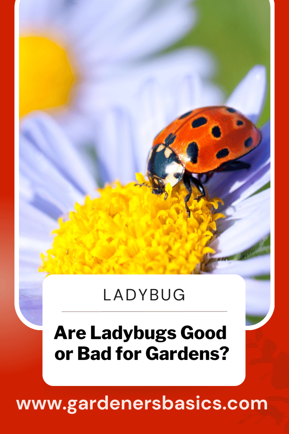are ladybugs good or bad for gardens