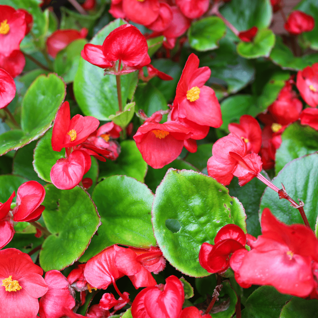 begonia flowers