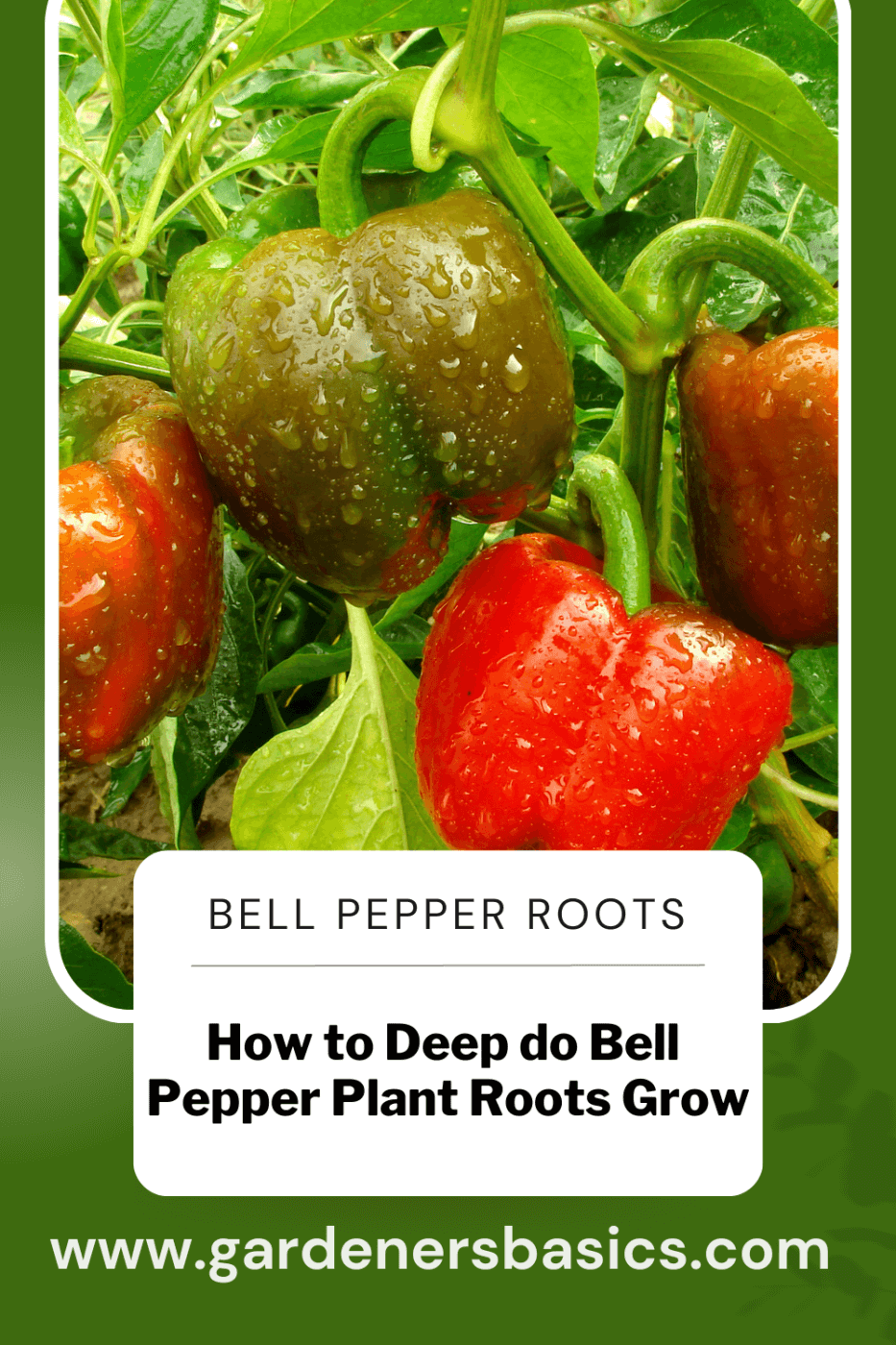 bell pepper plant roots