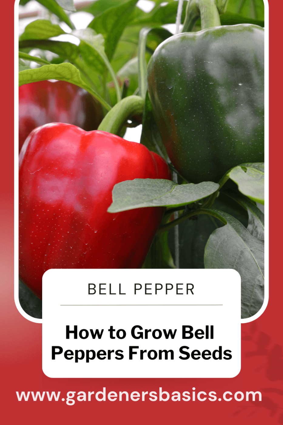 bell pepper seeds