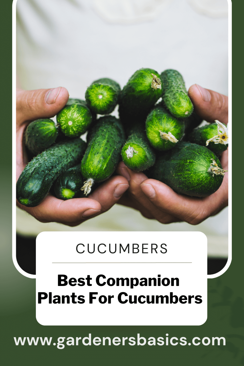 Best cucumber companion plants