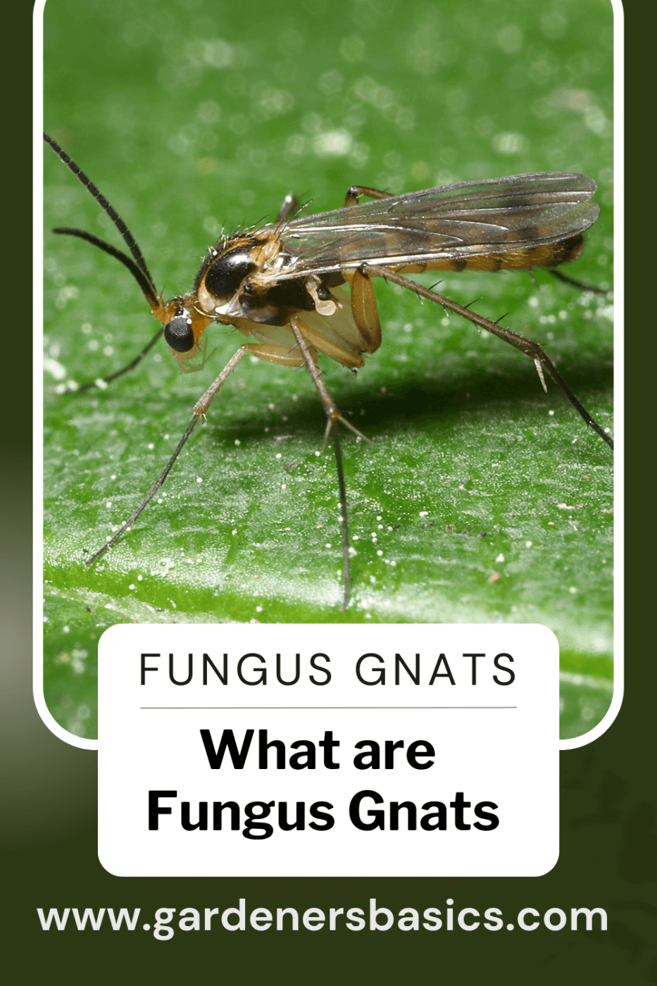 fungus gnats bite