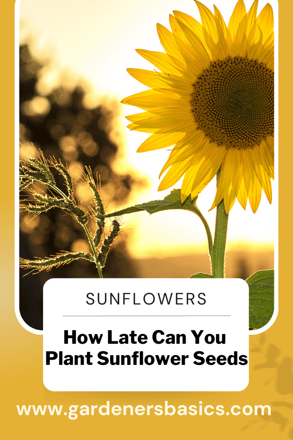how late can you plant sunflower seeds