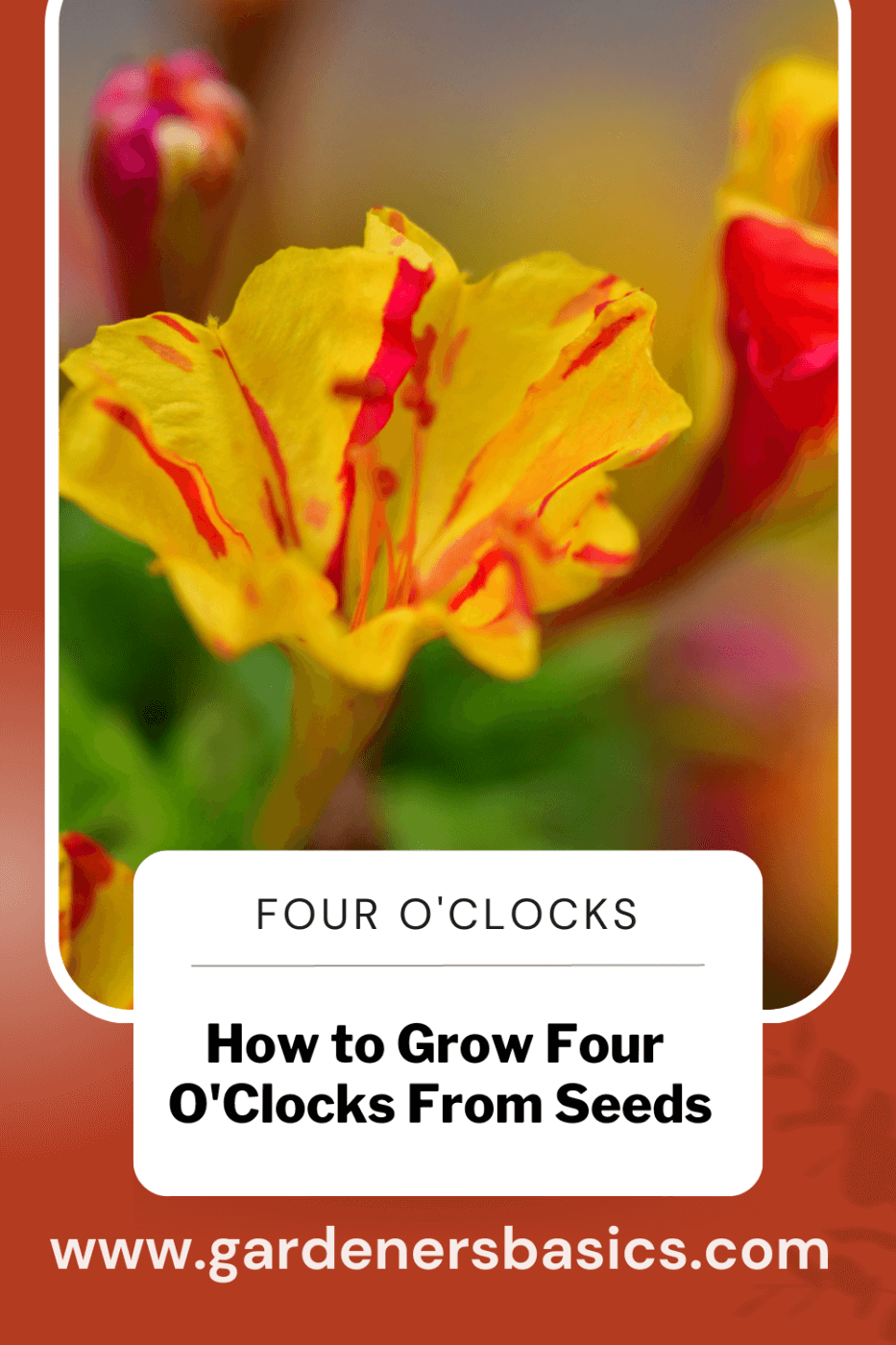 how to grow four o clocks from seed