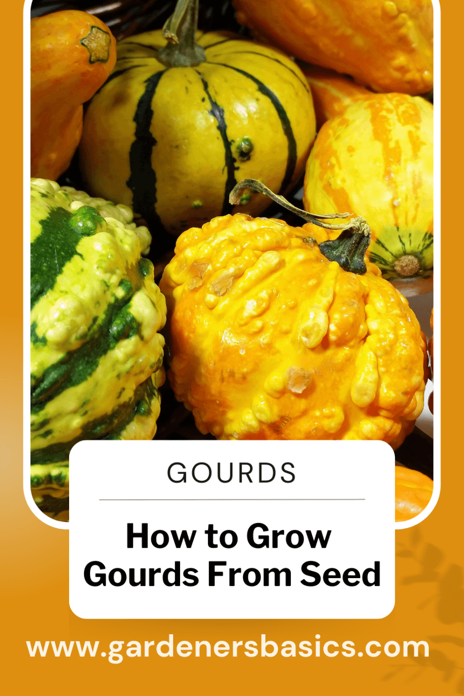 How to Grow Gourd From Seed