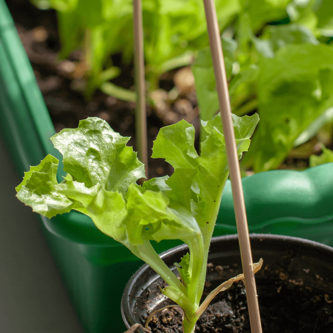 how to grow lettuce indoors