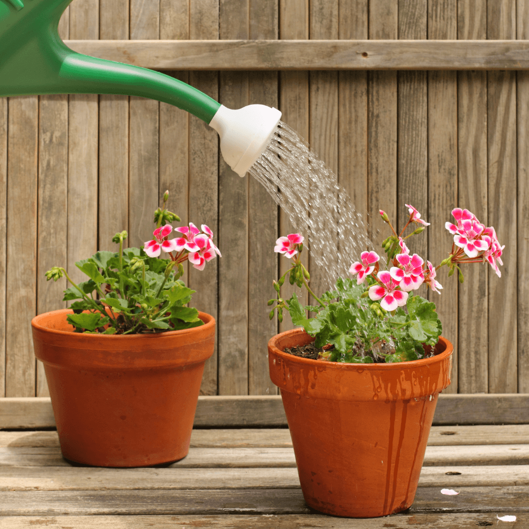 how to water plants in pots