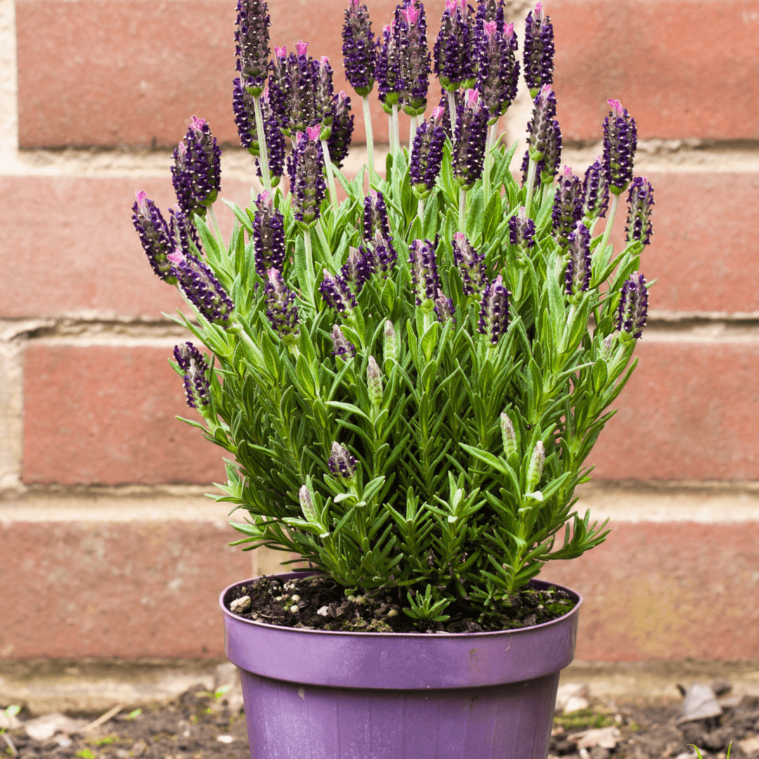 lavender in pots