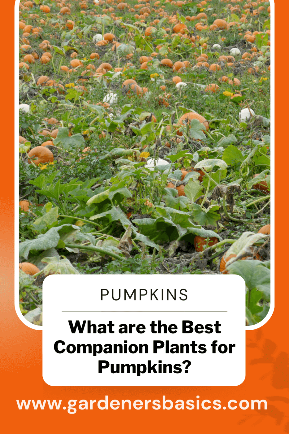 Pumpkin Companion Plants