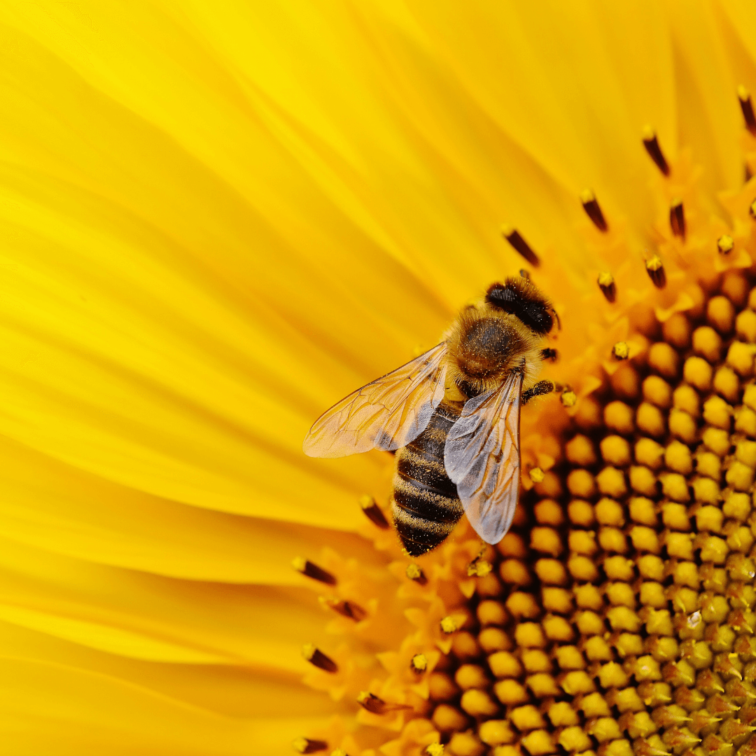 sunflower pollinator attractor
