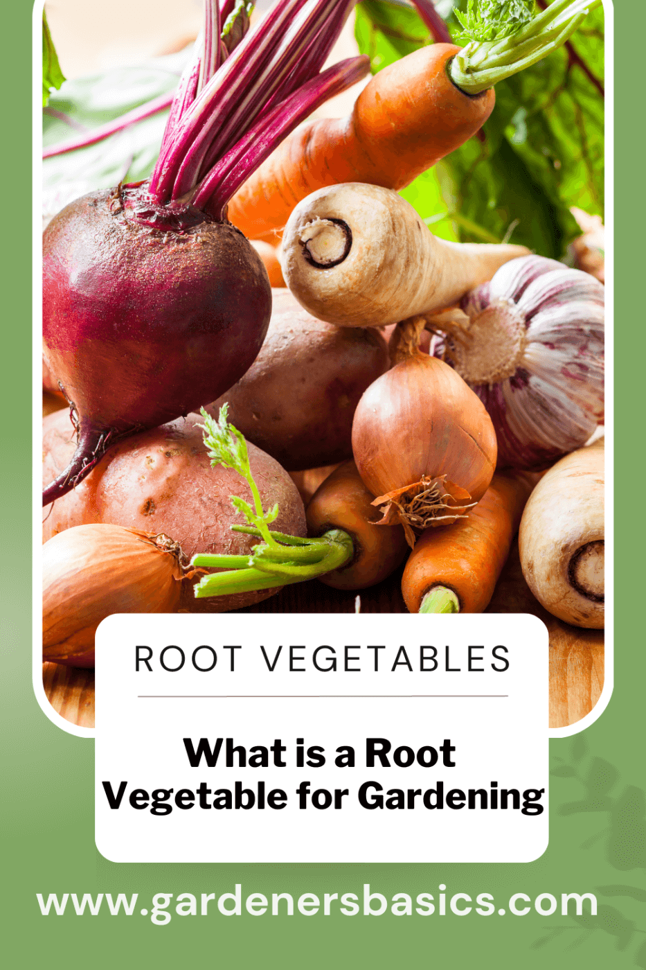 what is a root vegetable