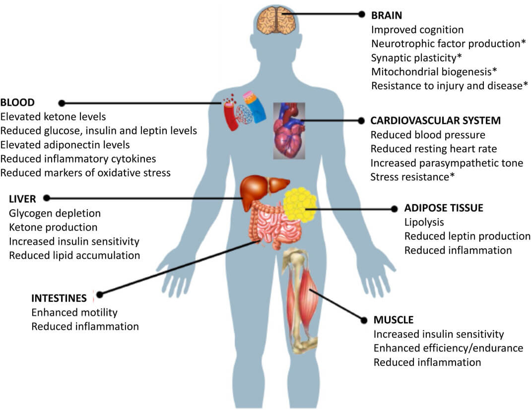 Examples of functional effects and major cellular and molecular responses of various organ systems to IF. In humans and rodents, IF results in decreased levels of circulating insulin and leptin, elevated ketone levels, and reduced levels of pro-inflammatory cytokines and markers of oxidative stress.